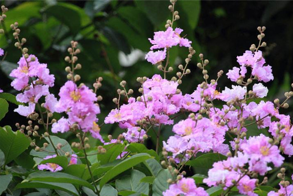農業農村部：農村生活垃圾收運處置體系覆蓋全國90%以上行政村